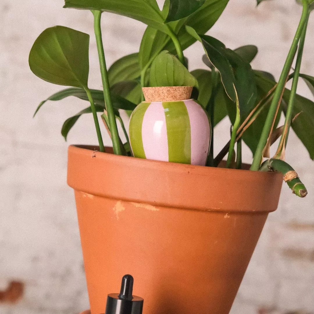  Olla Pépin vert et rose installée dans un pot en terre cuite parmi les plantes.